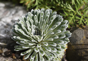 Deutschland, Bayern, Saxifraga longifolia - SIEF005142