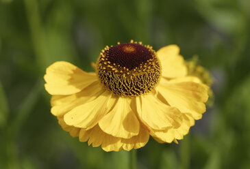 Germany, Bavaria, Sneezeweed in garden (Helenium Hybride 'El Dorado') - SIEF005143