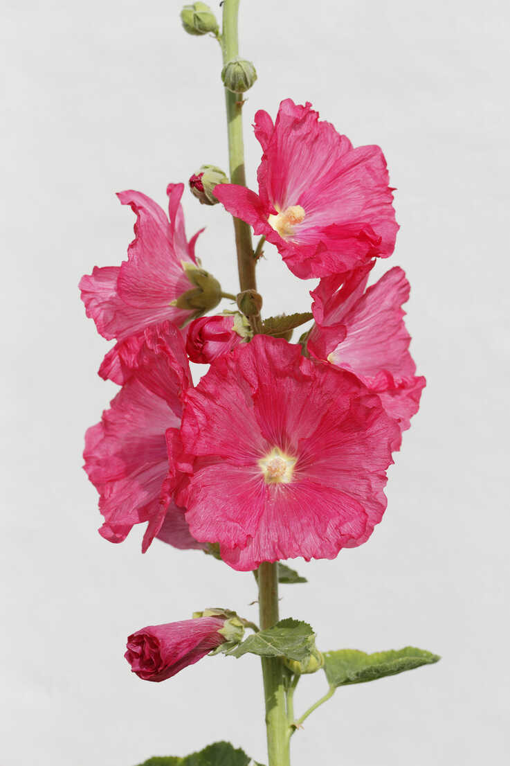 Alcea Rosea Photos, Download The BEST Free Alcea Rosea Stock Photos & HD  Images