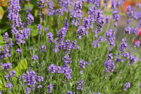 Deutschland, Bayern, Lavendel (Lavandula angustifolia), lizenzfreies Stockfoto