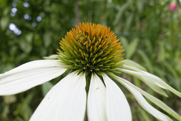 Germany, Bavaria, white coneflower (Echinacea purpure 'Alba'), close-up - SIEF005150