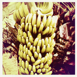 Biologisch angebaute Banane (Musa paradisiaca) in einer Plantage, Puerto de Naos, La Palma, Kanarische Inseln, Spanien - SEF000593