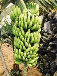 Biologisch angebaute Banane (Musa paradisiaca) in einer Plantage, Puerto de Naos, La Palma, Kanarische Inseln, Spanien - SEF000604