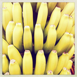 Biologisch angebaute Bananenfrüchte (Musa paradisiaca) an einer Staude, Puerto de Naos, La Palma, Kanarische Inseln, Spanien - SEF000591