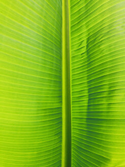 Blatt einer Bananenpflanze (Musaceae), Puerto de Naos, La Palma, Kanarische Inseln, Spanien - SEF000600