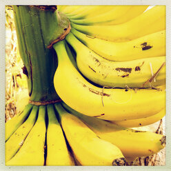 Bananen auf einem Baum (Musa paradisiaca), Puerto de Naos, La Palma, Kanarische Inseln, Spanien - SEF000599