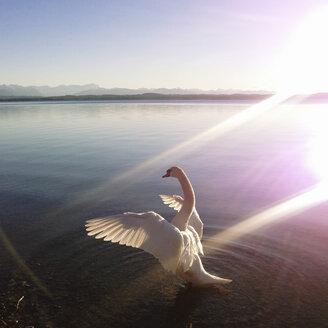 Swan in backlight, Lake Starnberg, Ambach, Bavaria, Germany - GSF000777