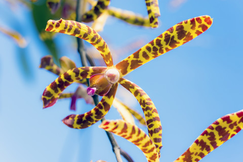 Seychellen, Mahe, Arachnis flos-aeris, Nahaufnahme, lizenzfreies Stockfoto