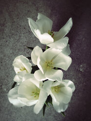 Weiße Tulpen (Tulipa), Studio - MYF000223