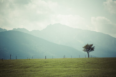 Deutschland, Bayern, Bayerische Voralpen, Allgäu, Halblech bei Schongau, Wiese und einzelner Baum vor Bergen und bewölktem Himmel - MABF000217