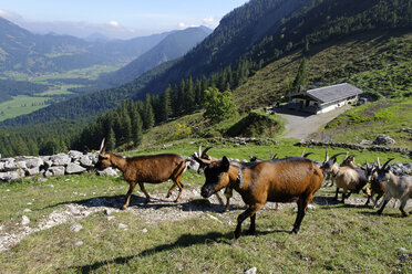 Germany, Bavaria, Mangfallgebirge, Goats at the Geitauer Alm - LB000619