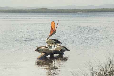 Australia, New South Wales, Myall Lakes National Park, groupf of three pelicans (Pelecanus conspicillatus) stock photo