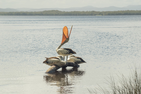 Australien, New South Wales, Myall Lakes National Park, Gruppe von drei Pelikanen (Pelecanus conspicillatus), lizenzfreies Stockfoto