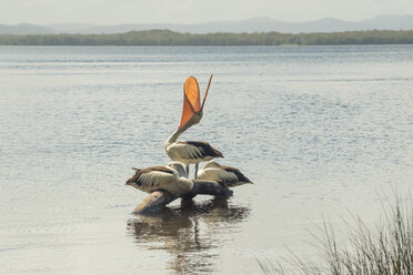 Australien, New South Wales, Myall Lakes National Park, Gruppe von drei Pelikanen (Pelecanus conspicillatus) - FBF000276