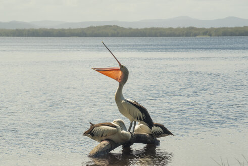 Australien, New South Wales, Myall Lakes National Park, Gruppe von drei Pelikanen (Pelecanus conspicillatus) - FBF000277