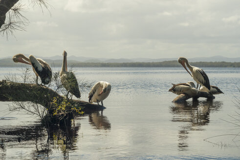 Australien, New South Wales, Myall Lakes National Park, Gruppe von Pelikanen (Pelecanus conspicillatus) - FBF000270