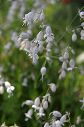 Tschechien, Blasen-Lichtnelke (Silene vulgaris), Nahaufnahme - LBF000630