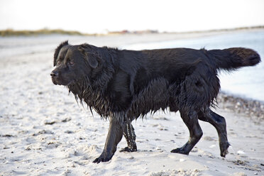 Deutschland, Schleswig-Holstein, Kiel, Labrador kommt aus dem Meer - JFEF000316