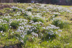 Deutschland, Mecklenburg-Vorpommern, Rügen, Wiese mit Schneeglöckchen (Galanthus) - MJF000897