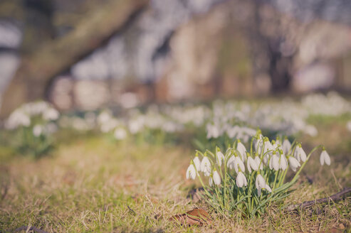 Deutschland, Mecklenburg-Vorpommern, Rügen, Wiese mit Schneeglöckchen (Galanthus) - MJF000898