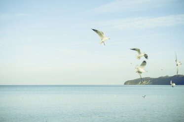 Germany, Mecklenburg-Western Pomerania, Ruegen, Binz, flying black-headed gulls (Larus ridibundus) - MJF000902