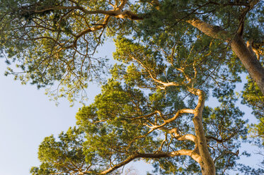 Germany, Mecklenburg-Western Pomerania, Ruegen, treetop of pine, view from below - MJF000904