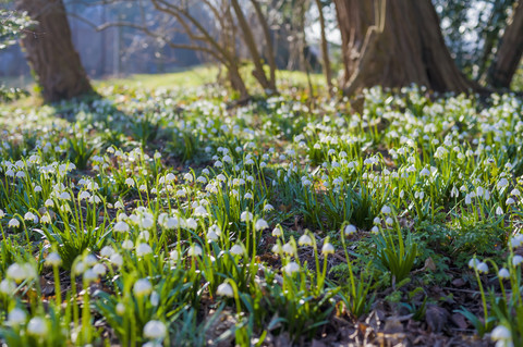 Deutschland, Mecklenburg-Vorpommern, Rügen, Schneeflockenblüten im Frühling, lizenzfreies Stockfoto