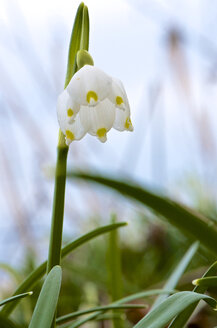 Frühlings-Schneeflockenblume (Leucojum vernum), Nahaufnahme - MHF000288