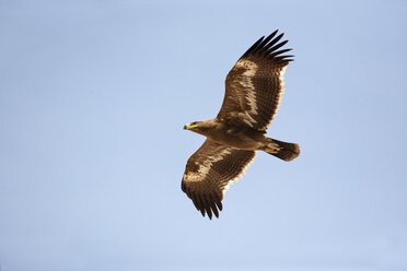 Oman, Fliegender Steppenadler - ZC000064