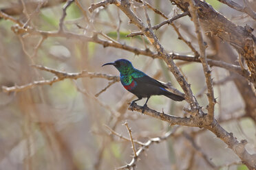 Oman, Shining sunbird sitting in tree - ZC000078