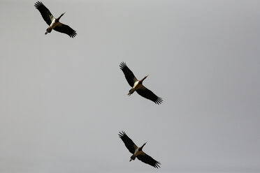 Oman, White-bellied storks - ZC000065