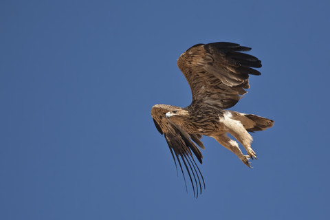 Oman, Fliegender Kaiseradler, lizenzfreies Stockfoto