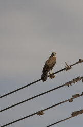 Oman, Crested Honey Buzzard on power line - ZC000069