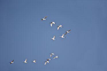 Oman, Flying Eurasian spoonbills - ZC000073