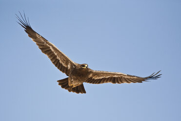 Oman, Flying steppe eagle - ZC000074