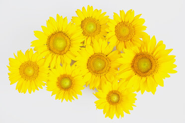 Sonnenblumen (Helianthus annuus) vor weißem Hintergrund - GWF002631