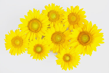 Sunflowers (Helianthus annuus) in front of white background - GWF002631