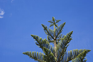Neuseeland, Norfolk-Kiefer (Araucaria heterophylla) - GWF002647