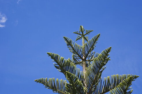 Neuseeland, Norfolk-Kiefer (Araucaria heterophylla) - GWF002647