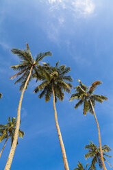 Sri Lanka, Western Province, Coconut palms on the beach of Waskaduwa - AMF001901