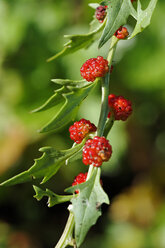 Deutschland, Beeren des blättrigen Gänsefußes - LBF000632