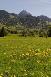 Deutschland, Bayern, Quelle bei Hammer im Leitzachtal bei Bayerischzell - LB000686