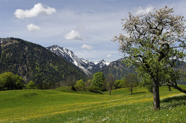 Deutschland, Bayern, Wiesen bei Hochkreuth im Leitzachtal bei Bayerischzell - LB000687