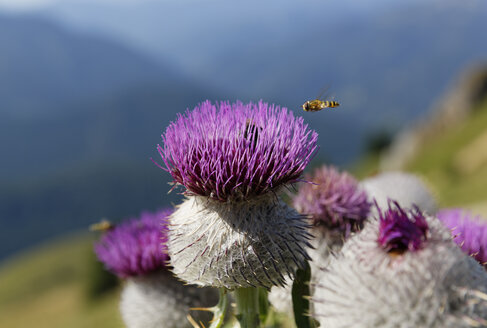 Deutschland, Bayern, Mangfallgebirge, Wollige Distel (Cirsium eriophorum) - SIEF005166