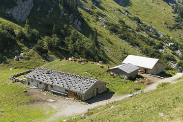 Germany, Bavaria, Mangfall Mountains, Mountain farm with cows - SIE005155