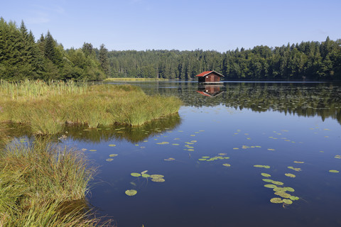 Germany, Upper Bavaria, Bavaria, Holzkirchen, Lake Hackensee near Kleinhartpenning stock photo