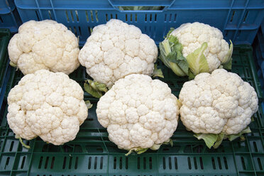 Sechs Blumenkohlköpfe in Plastikkiste auf dem Markt - WIF000491