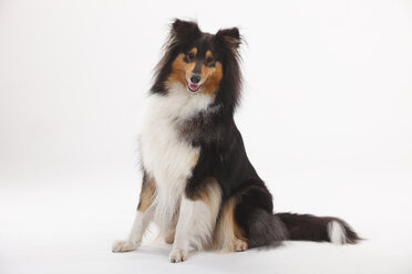 Rough Collie, Hündin, schwarz-tri - HTF000396