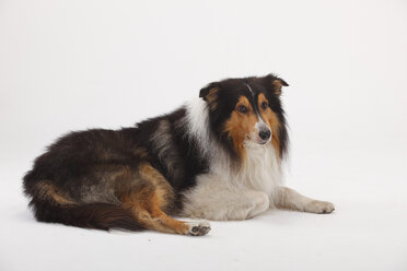 Rough Collie, männlich, schwarz-tri - HTF000397