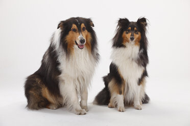 Rough Collie, Hündin, schwarz-tri - HTF000399